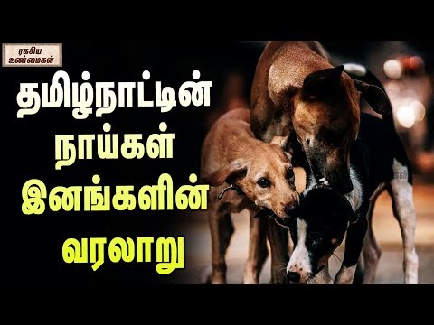 தமிழ்நாட்டின் நாய்கள் இனங்களின் வரலாறு | Tamilnadu Dog Breeds And Its History - ரகசிய உண்மைகள்