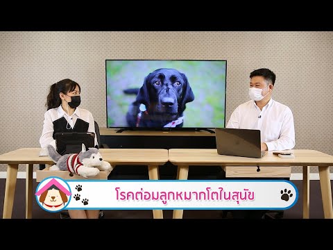 โรคต่อมลูกหมากโตในสุนัข | รายการ pet care onair