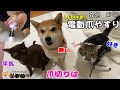 【NPET】 電動爪ヤスリに困惑する柴犬ミクと動じないキジ白テト