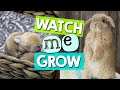 How fast does a bunny grow  1 to 16 weeks timelapse