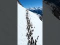 Thousands of Birds March Across Snowy Mountains 😳🐦 #shorts #shortvideo
