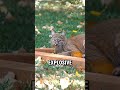 Who could say no to a huge cat that’s both friendly and majestic?#shorts #animals #cat
