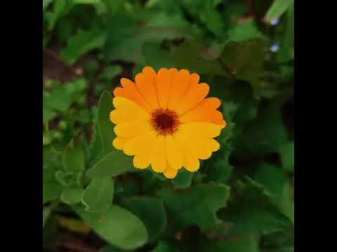 Naturprodukte Webshop - YouTube