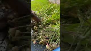 Harvesting ginger
