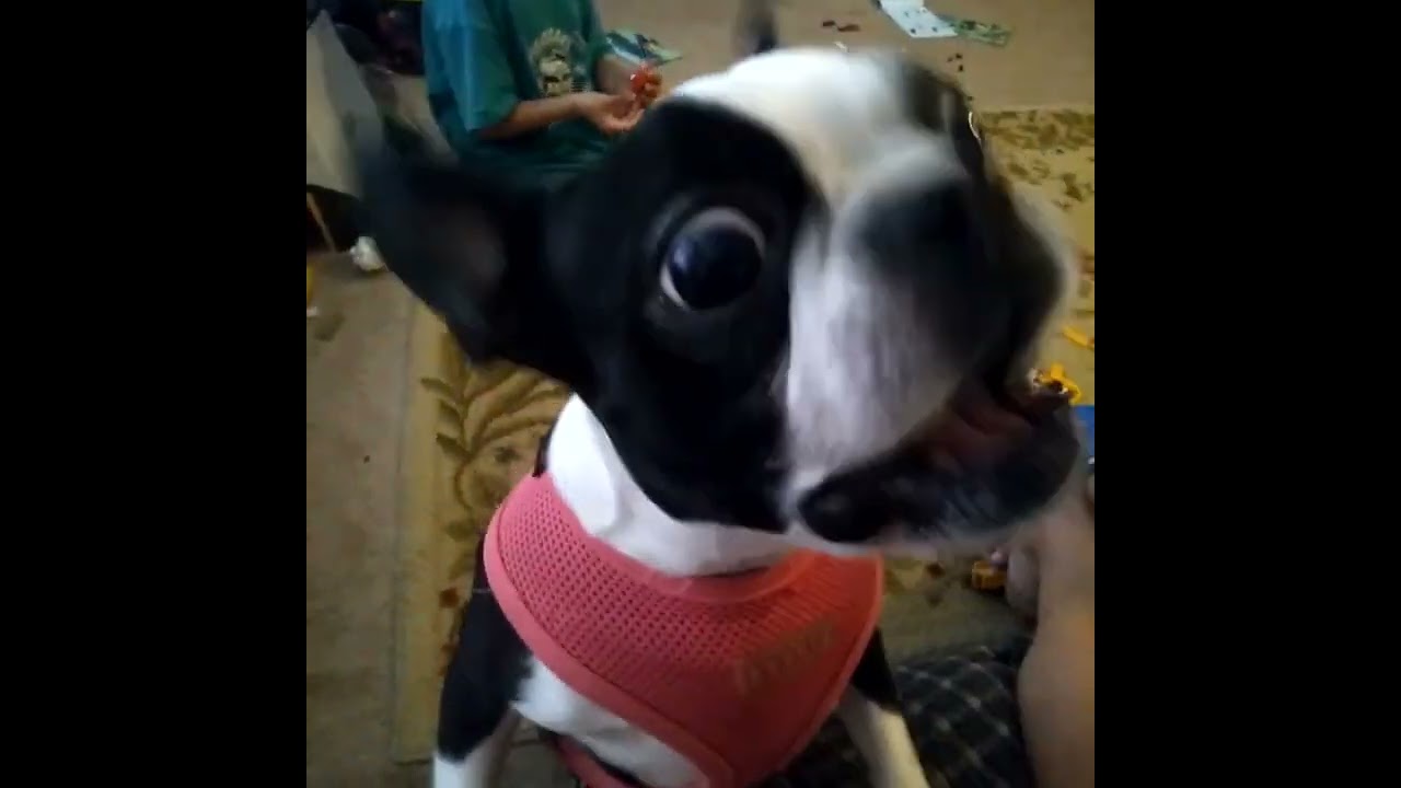 Bella (4) loves Cotton Candy, 2022!