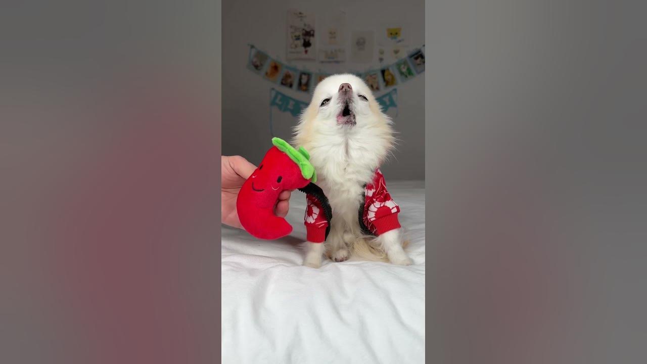what-should-i-title-my-red-hot-chilli-pepper-howling-song