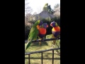 Rainbow Lorikeets mating with each other