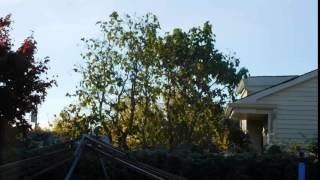 Time lapse of fall leaves 2015