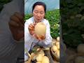 Cucumber harvest activity with fresh cutting #viral #agriculture #shorts #life