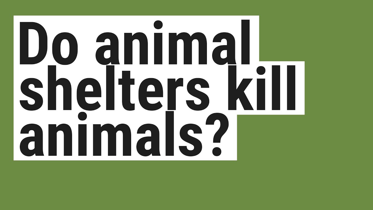 Do Animal Shelters Kill Animals YouTube Do Animal Shelters Kill Animals YouTube
