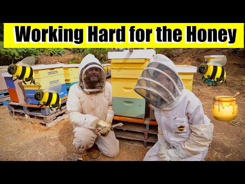 They Work Hard for the Honey at Maui Bee Farm / Show the World Your Garden #3 🐝