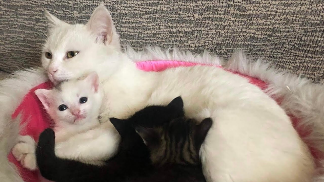 Mother cat nursing her kittens YouTube