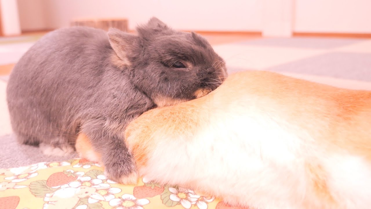 ムギへの愛情が深すぎて抱きつき方の癖が強いミミ。そして3月3日はミミの日です【No.1581】