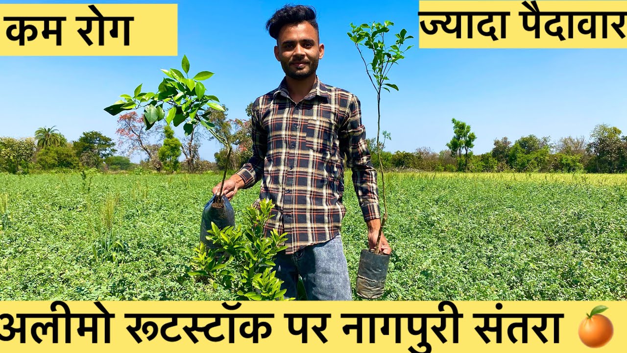 अलीमो रूटस्टॉक पर नागपुरी संतरा 🍊 – ज्यादा पैदावार, मजबूत जड़!