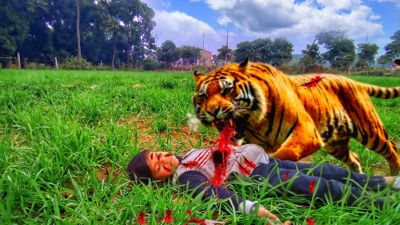 tiger attack boy in the forest || tiger attack in jungle | Jurrasic world