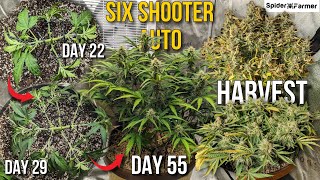 How I Grow - LST before Bloom, Harvest Dry Cure -E10- Six Shooter Auto Fastbuds -Spiderfarmer SF4000