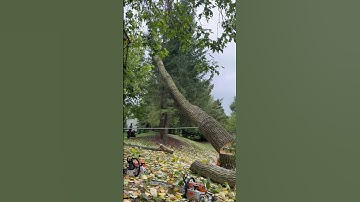 Tree Felling ASMR 🌲 | Dungrove Tree Service