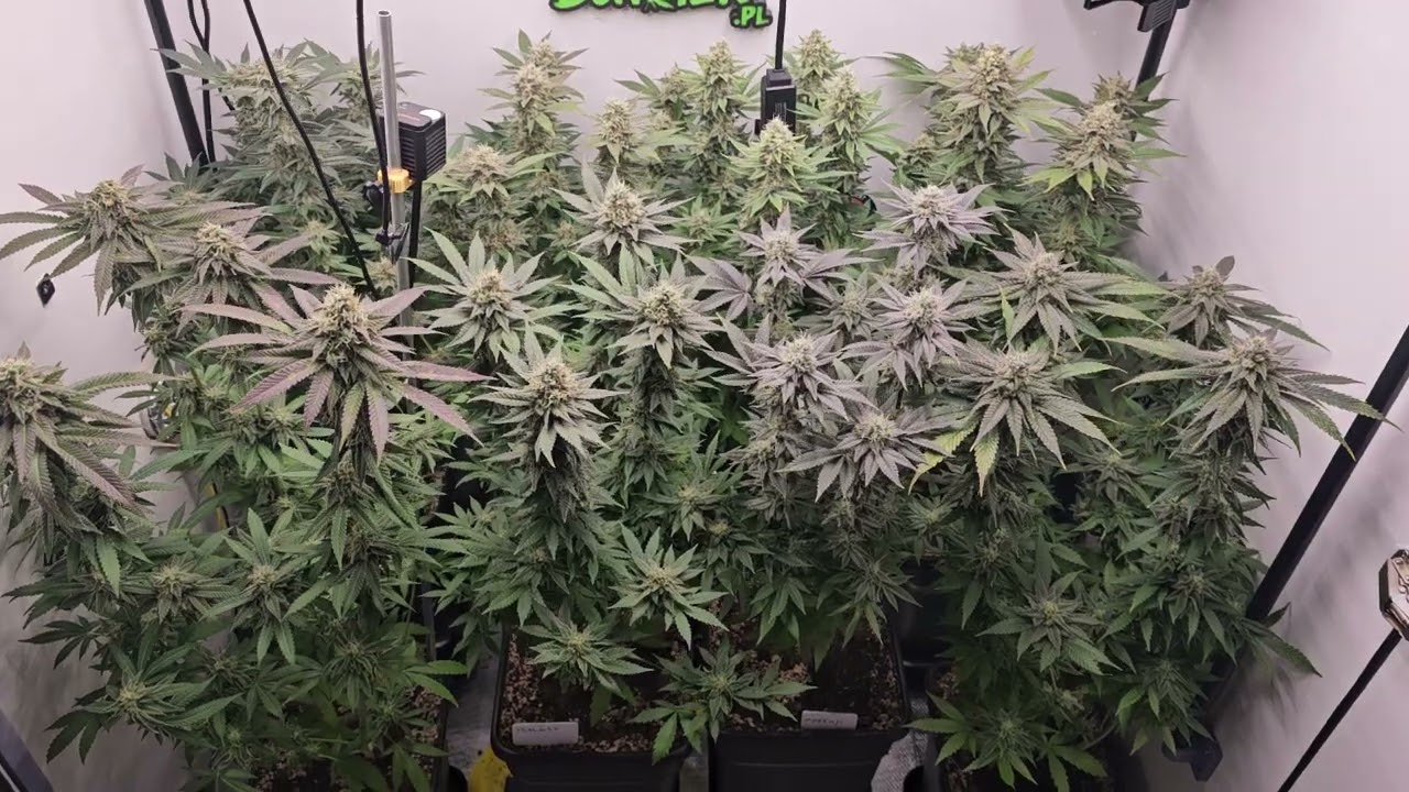 Barney's Farm - Insane OG, Papaya Frosting, Bruce Banner, Jealousy - Organic grow 