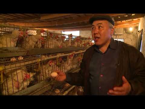 Секреты куриного бизнеса 49-летнего горожанина Эмилбека Момунова