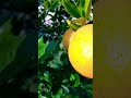 #Oranges #FreshOranges #FruitVideo #HealthyEating #JuicyOranges