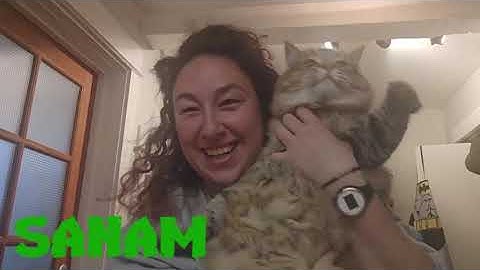 Paradox II: Half-Shelled Heroes Intro Video