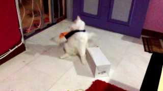 Mr Whitey having some cat fun on his own.... by Ryana Pitkin 19 views 10 years ago 52 seconds