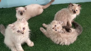 Kucing lucu ready adop, pasukan cemong semua 🥰 by Oco Nugroho 495 views 11 months ago 5 minutes, 20 seconds