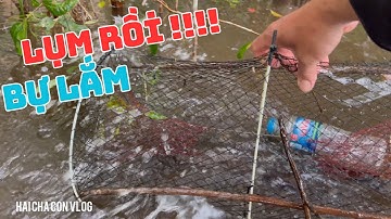 Khui Hàng Cái Đầu Là Lụm Lúa Tưởng Ngon...Thăm L Cá Lóc