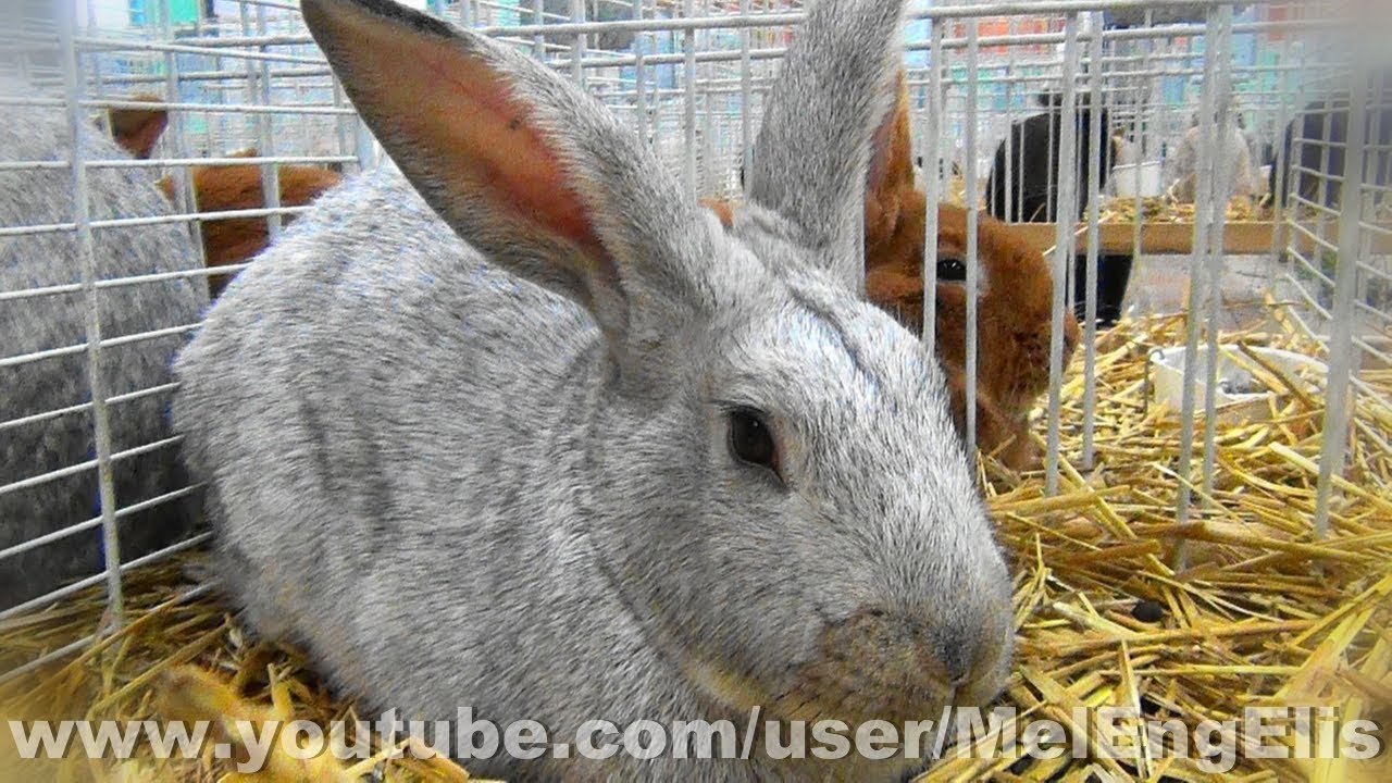Lapin Argenté de Saint Hubert - Argente St. Hubert Rabbit - Kaninchen ...