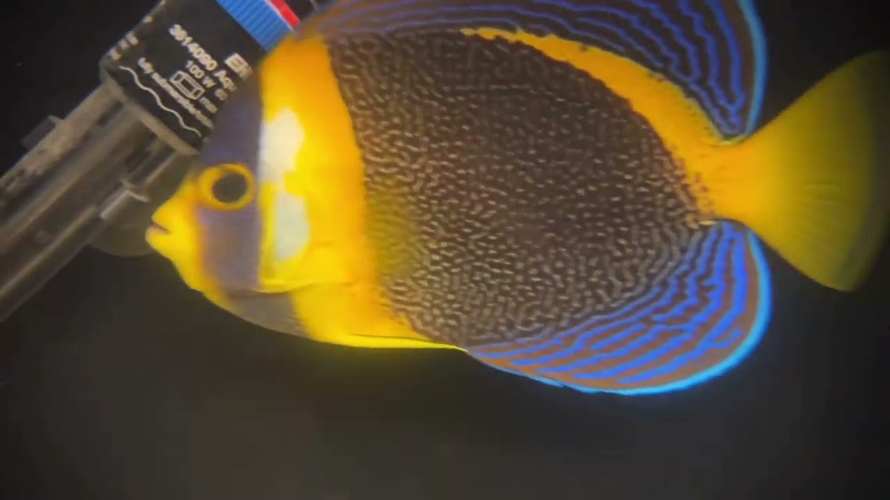 Quarantined, treated, and conditioned scribbled angelfish / c. duboulayi