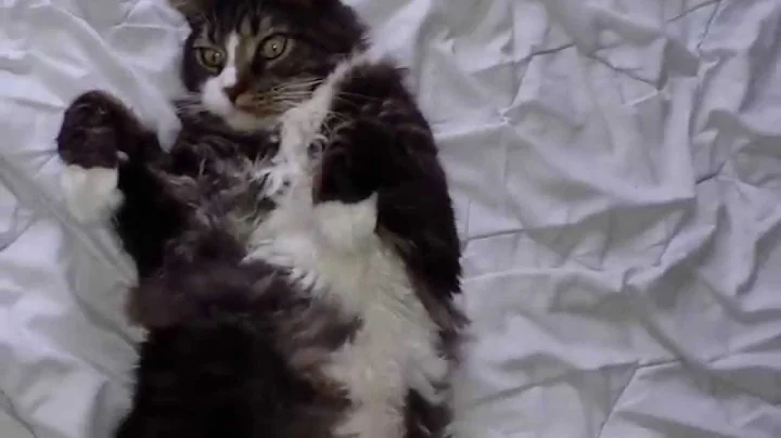 Video 11796831: mainecoon big cat, maine coon cat, sleepy maine coon