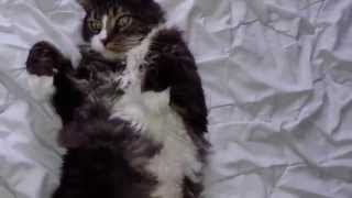 Maine coon cat sleepy by kesyOwned 1,698 views 9 years ago 37 seconds