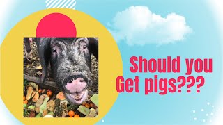 Should you keep pigs on your homestead????? by The Frugal Farmstead 44 views 1 year ago 6 minutes, 5 seconds