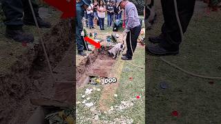 He Doesnt Know His Owner Is Gone So He Keeps Waiting