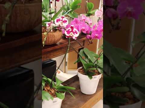Vídeo: Orquídea vermelha convidada exótica