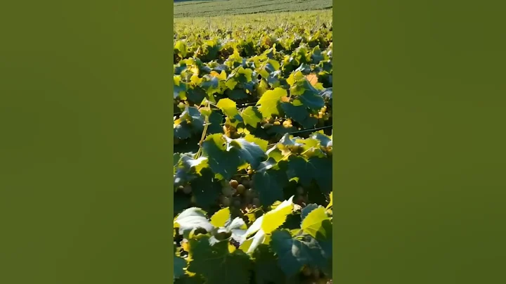 Growing grapes.999 #fruits #grapegrowing #farm #wine #grapeharvest #fruit #grapevine #vineyard