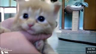 Dream Mama & 4 Dreampuffs - Weigh In 6/10/2019