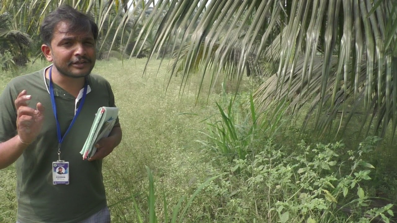 Deejay sampoorna Hybrid coconut Three Year  Plantation
