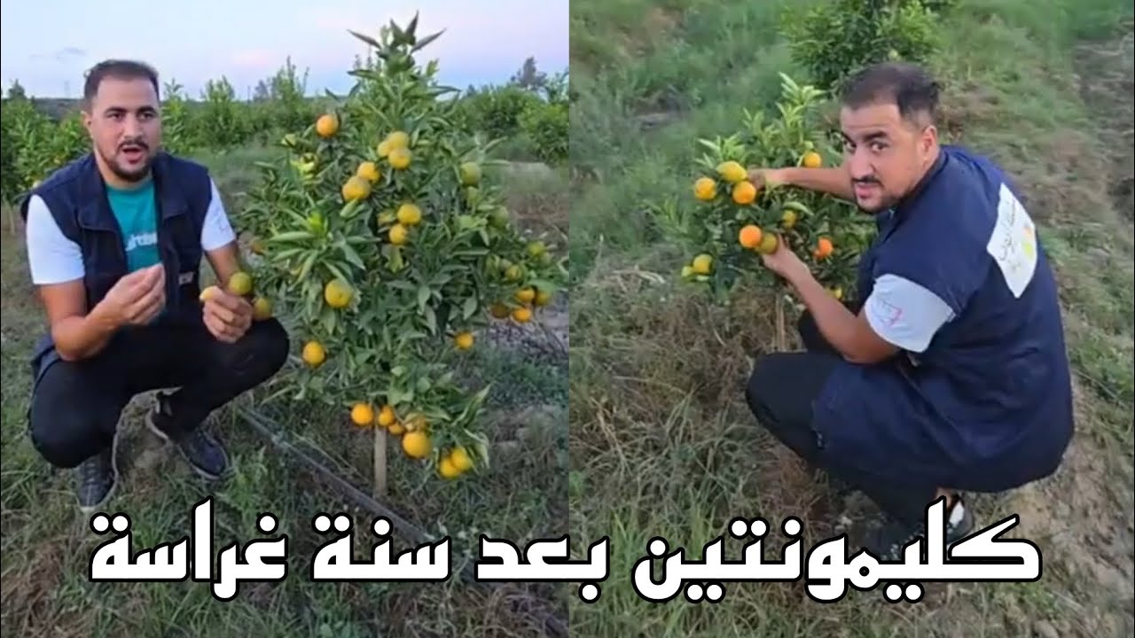 نتيجة غرس حقل كليمونتين صنف مبكر بعد عام الأول فقط  🍊🍊🍊