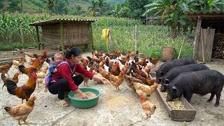 Peaceful Farm Life: Catching Fish To Sell At The Market And Caring For Pigs And Chickens With My Son