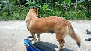 READY NA DAW SI DODONG MAGDRIVE NG MOTOR/TARA GUYS GALA TAYO DITO SA AMING BUKID #petlover