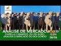HORA DO BOI 06/06 - ISABELLA CAMARGO, DA HN AGRO, ANALISA O MERCADO DO BOI GORDO
