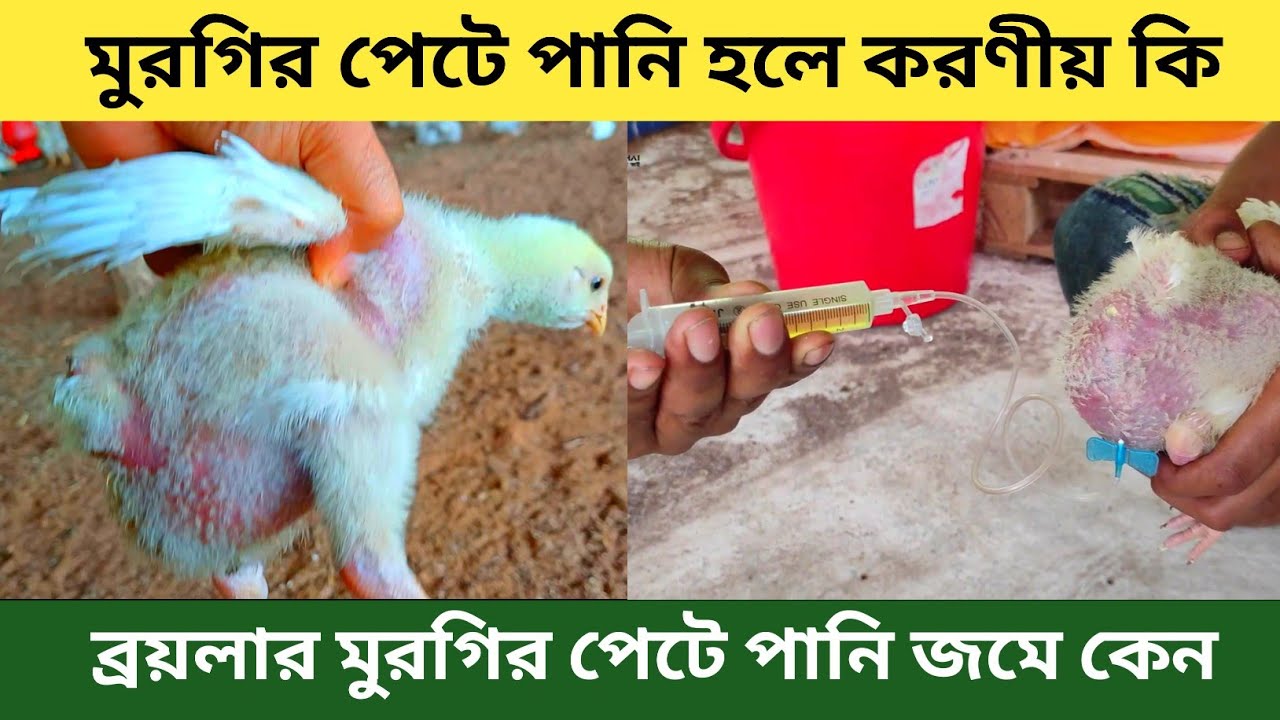 মুরগির পেটে পানি জমা রোগের লক্ষণ ও চিকিৎসা।