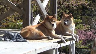 柴犬隊と平和、自由、妄想の記録