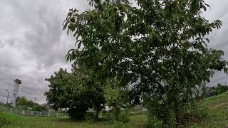 A Quiet Afternoon in Autumn in Japan | Slow Living Silent Vlog | Japanese Farm Japanese Chestnut Roasting Japanese Chestnuts Ginkgo Nuts рџЊ рџЌ Cozy Autumn Asmr In Japan Slow Living Aesthetic