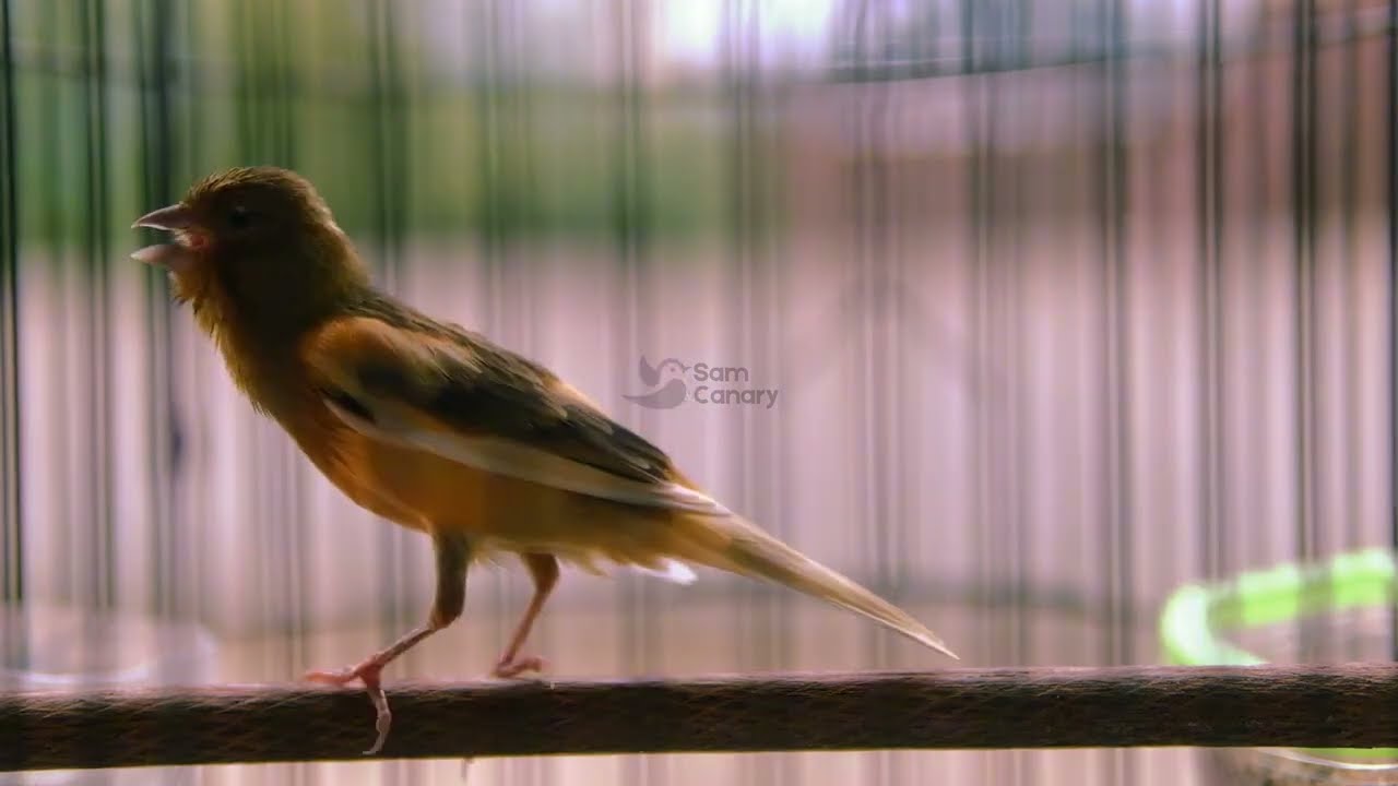 kenari gacor durasi panjang, Full Isian, Non Stop, Untuk Pancingan, Ngerek Kawin, Cengkok Mewah