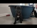 Rescued dog gives birth to 'biggest litter of puppies RSPCA centre has ever seen'