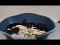 Rescued dog gives birth to 'biggest litter of puppies RSPCA centre has ever seen'