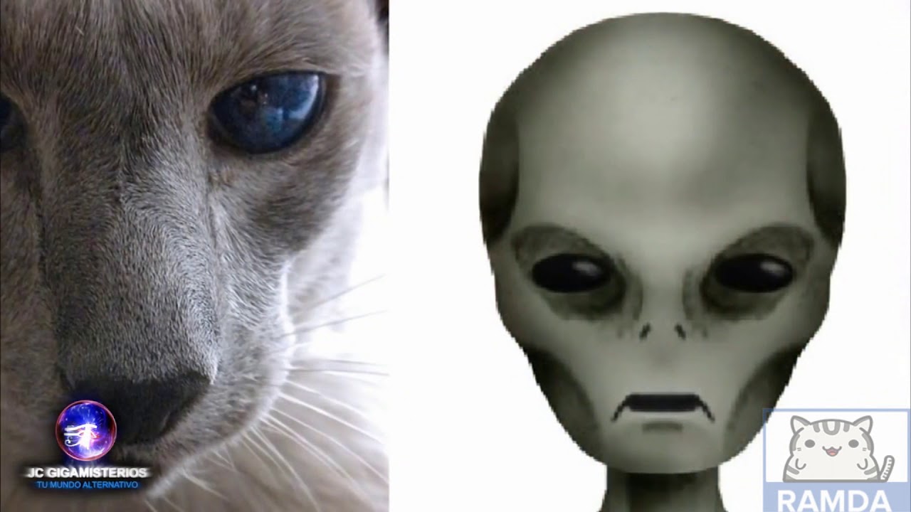 Кот инопланетянин