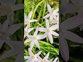 First Love Rainlily #shorts #flowers